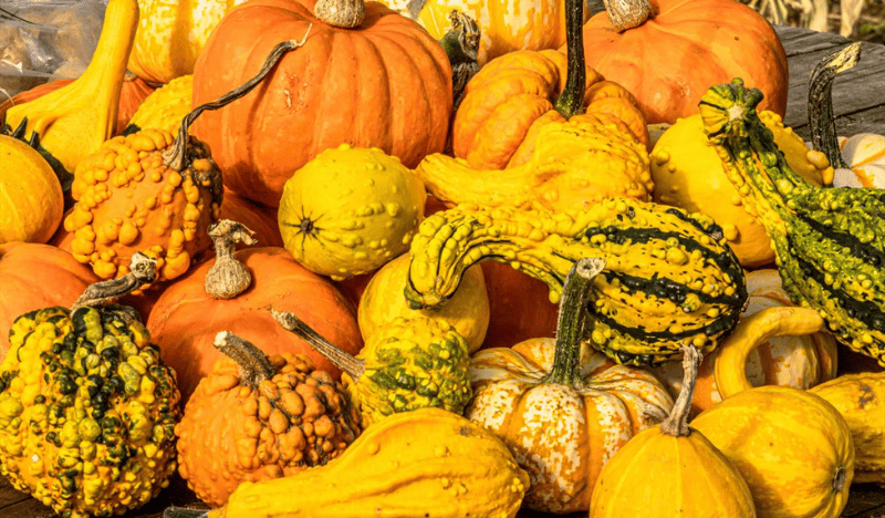 Nottinghamshire ‘Pick Your Own’ Pumpkins